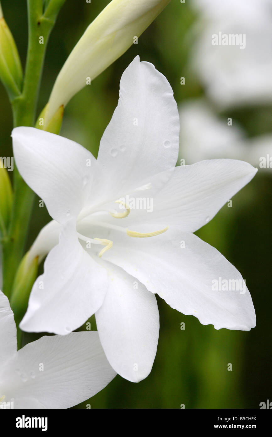 Arderne's White Bugle Lily (Watsonia spp) - Kirstenbosch National Botanical Gardens, Cape Town, South Africa Stock Photo