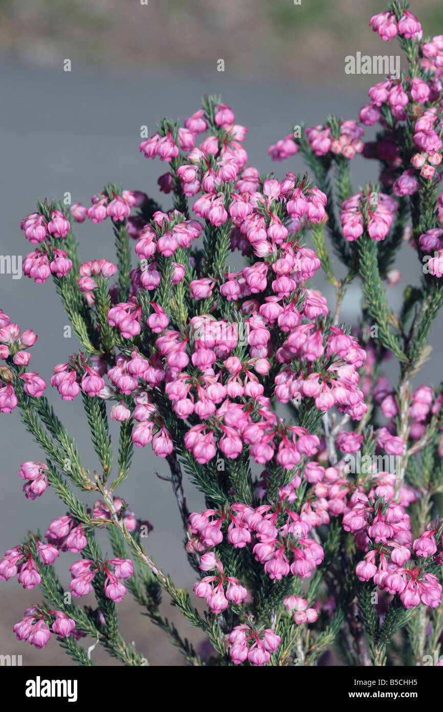 Berry Heath-Erica baccans-Family Ericaceae Stock Photo