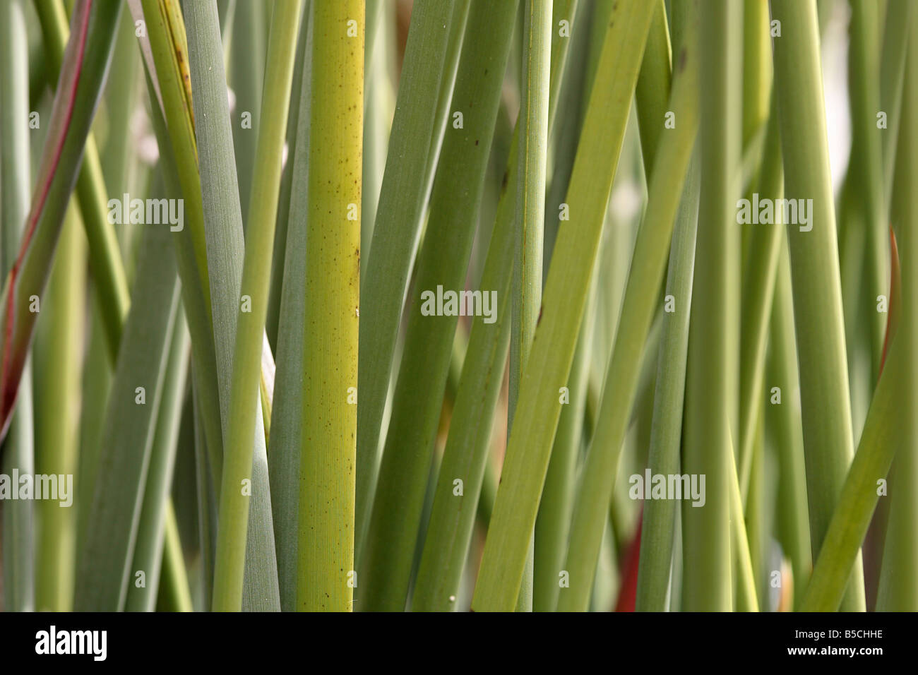 Bird of Paradise Flower Stalks (Strelitzia reginae) Kirstenbosch