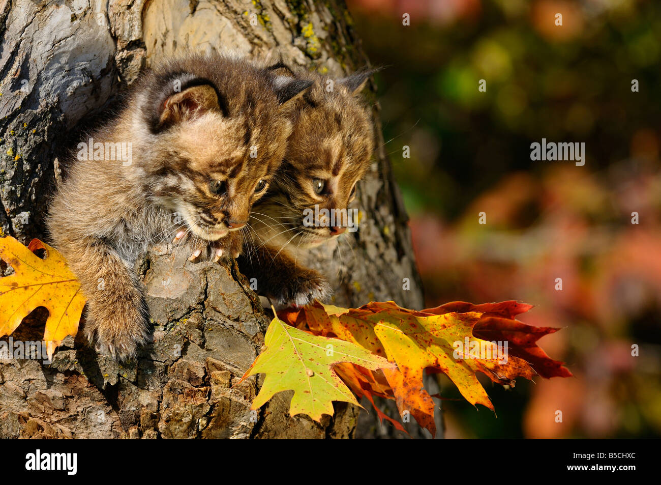 Be cautious hi-res stock photography and images - Alamy
