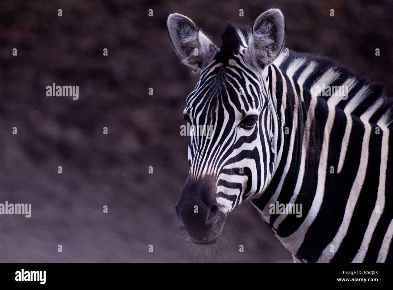 Portrait of a zebra Stock Photo