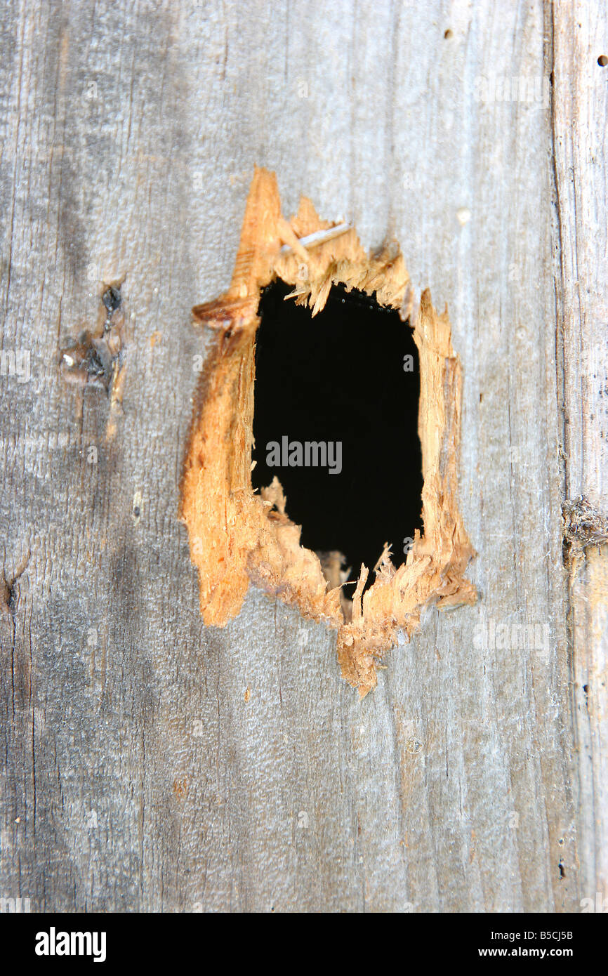 hole in a wood plank Stock Photo - Alamy