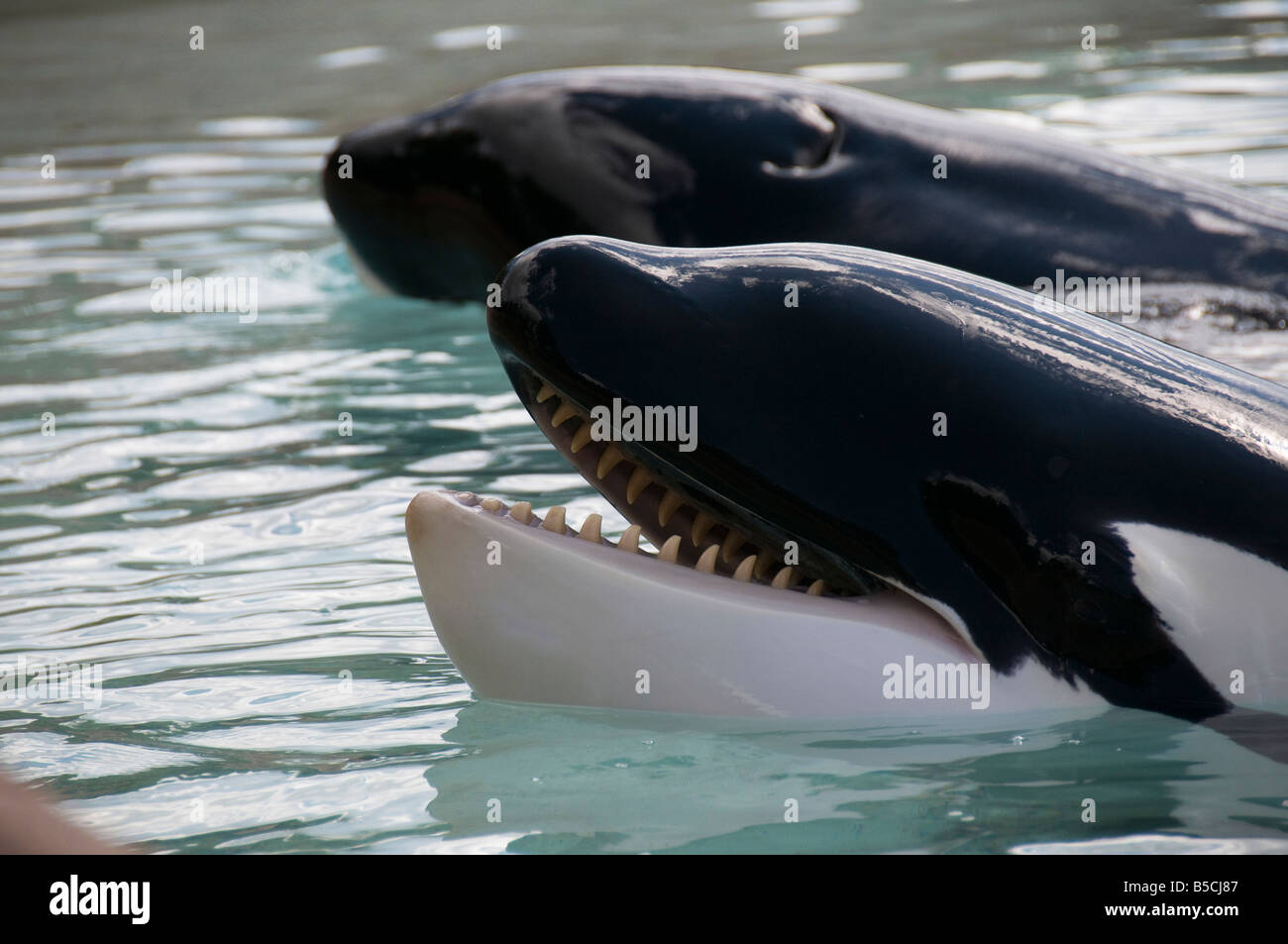 Showing blue whales in the Oceanarium in Canada Stock Photo