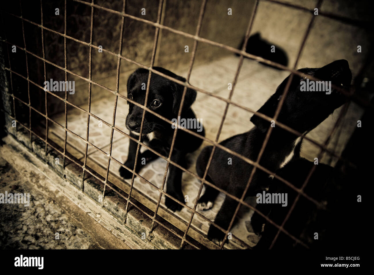 Puppies behind bar at a rescue center for abandoned dogs. Stock Photo