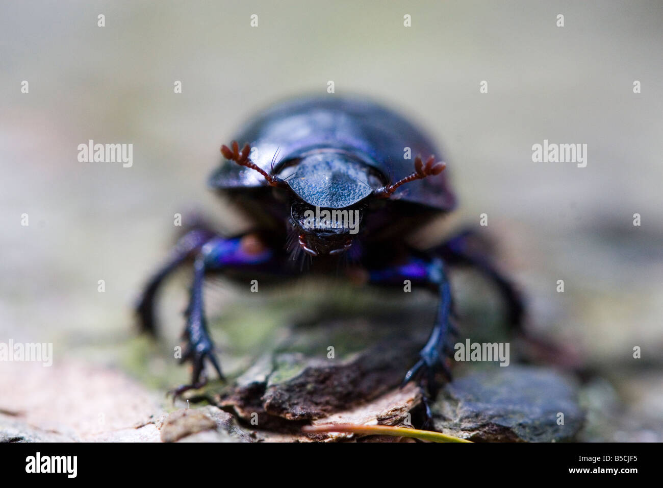 Dor Beetle - Geotrupes Stercorarius Stock Photo - Alamy