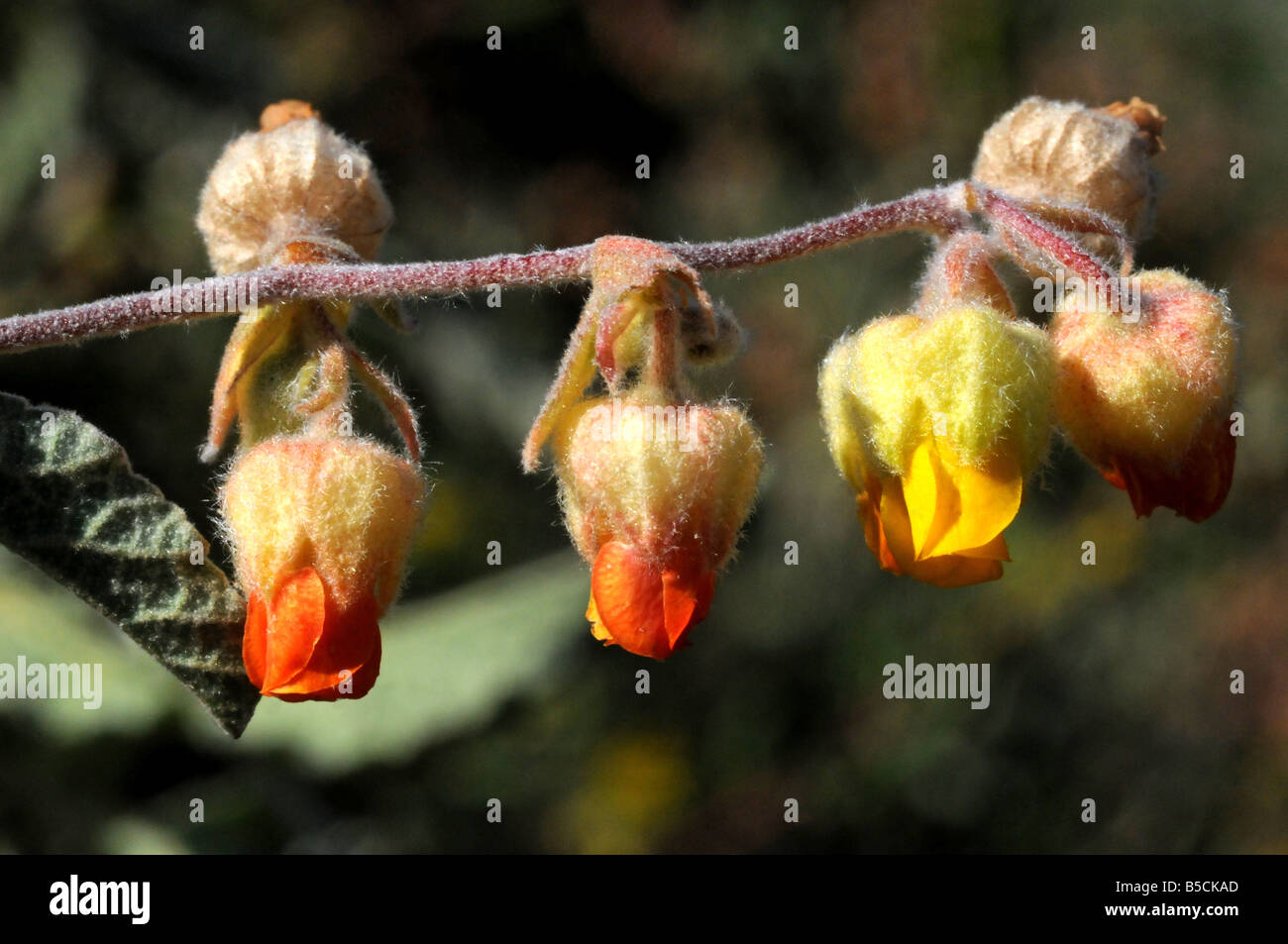 Doll's Rose, Hermannia sp. flowering Stock Photo