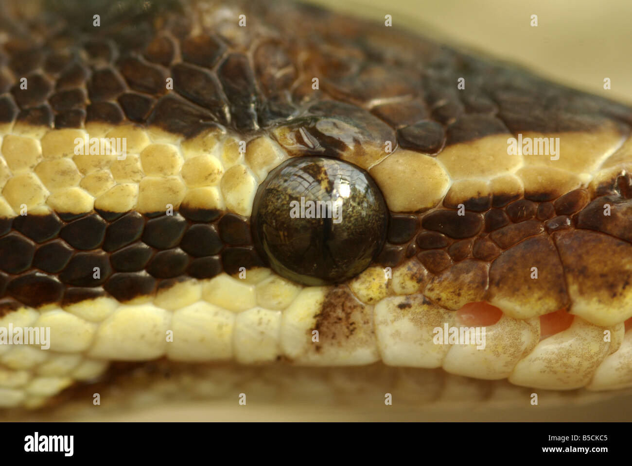 Close up of the eye of a royal (or ball) Python, (Python regius) Stock Photo