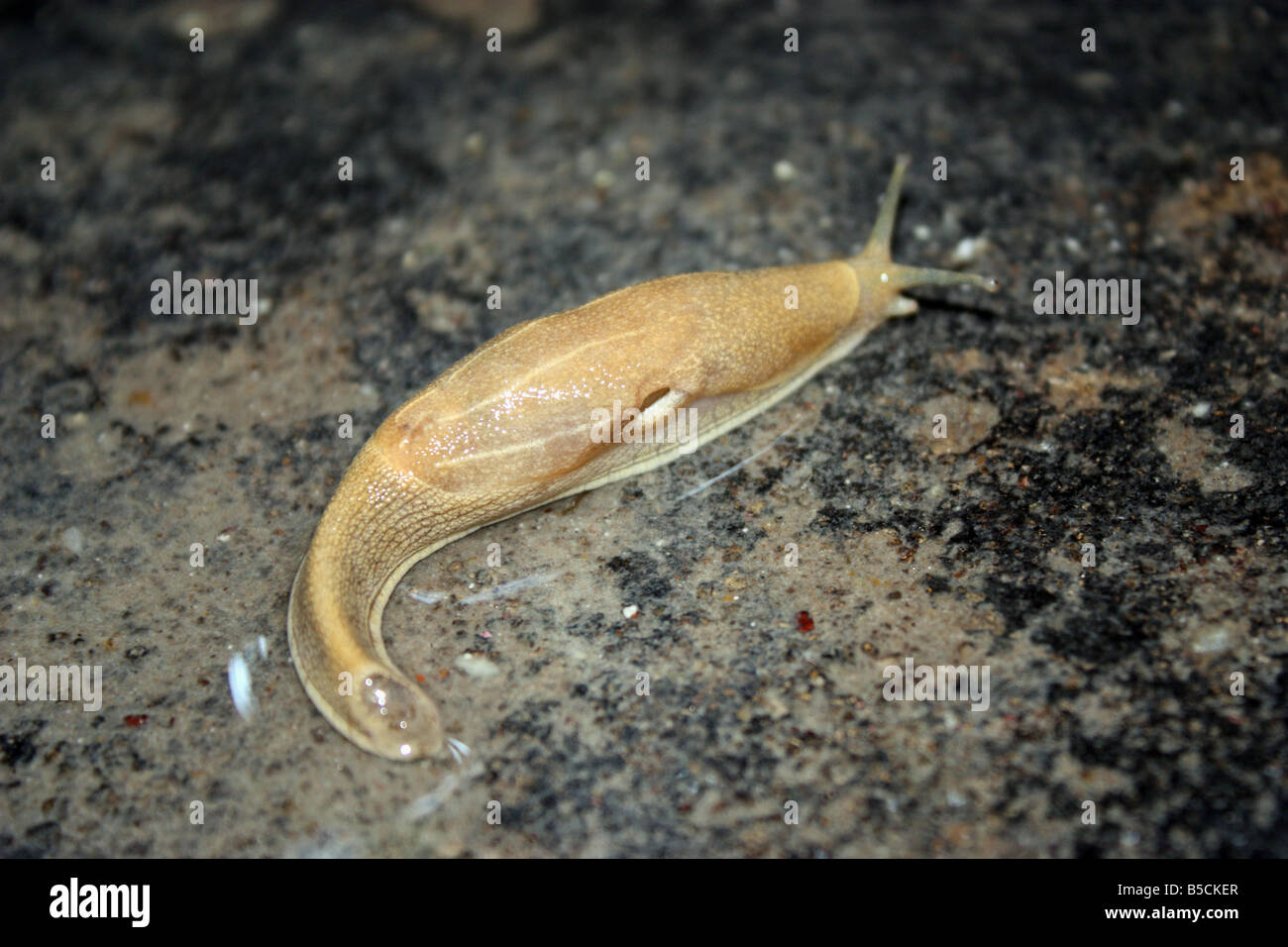 Snail Slime Trail High Resolution Stock Photography and Images Alamy