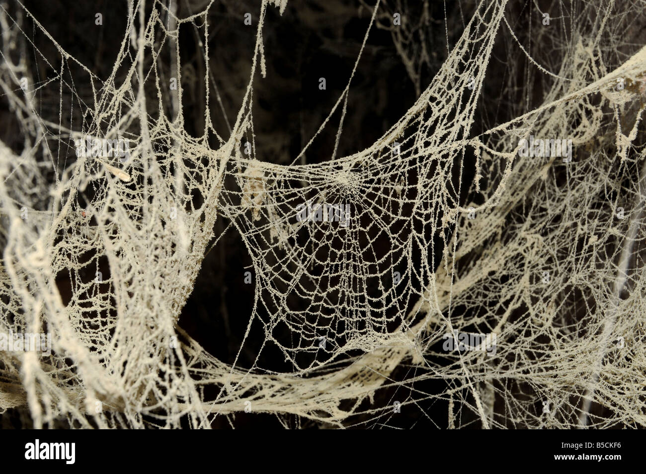 Dusty Spiderwebs Stock Photo