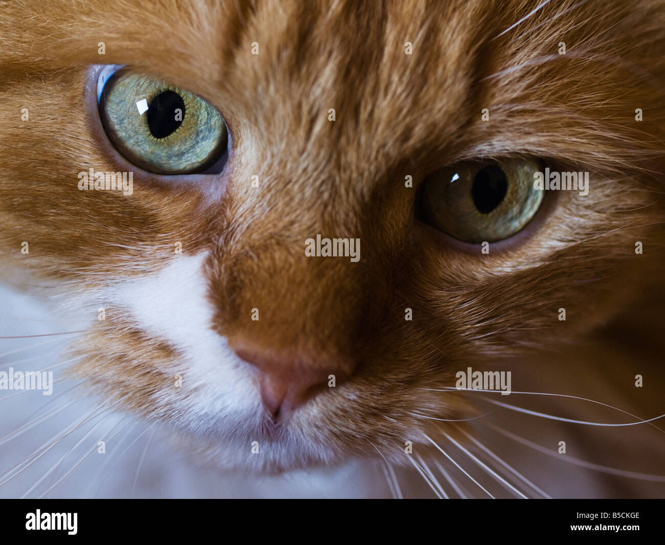 A close up image of a cat's head Stock Photo Alamy