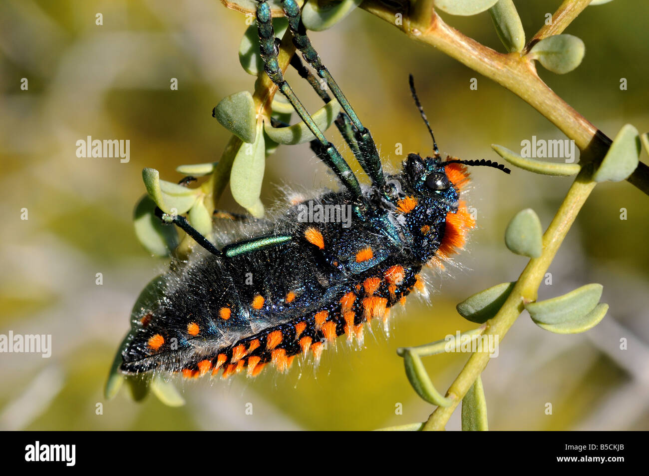 Jewel Beetle, Julodes sp. on Lycium Stock Photo