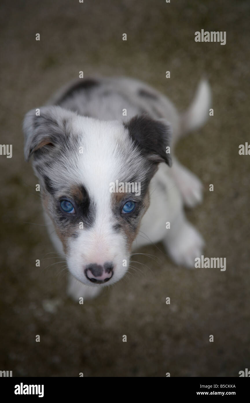 Sheer Window Curtain Blue Merle Border Collie puppies, 6 weeks old 