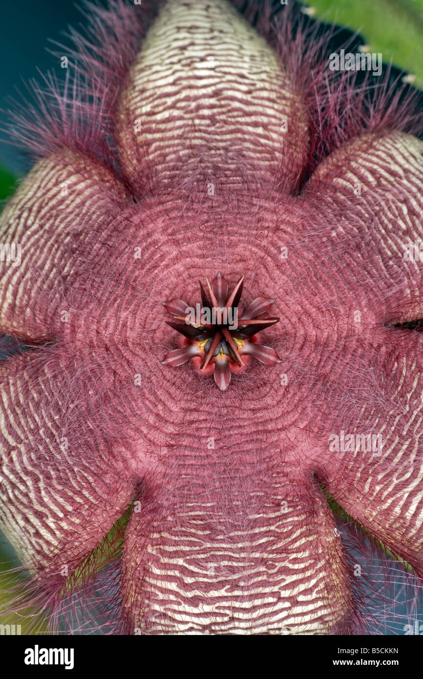 Detail of a flower of the succulent plant Stapelia gettliffei Stock Photo