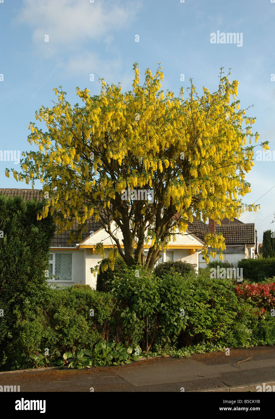laburnum tree, England, UK Stock Photo
