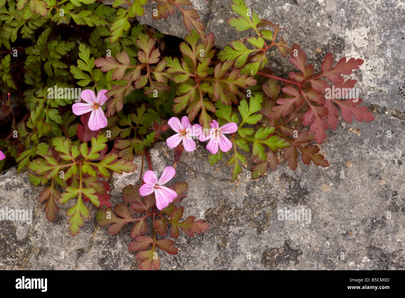 Herb Robert Geranium robertianum growing in a crevice in limestone