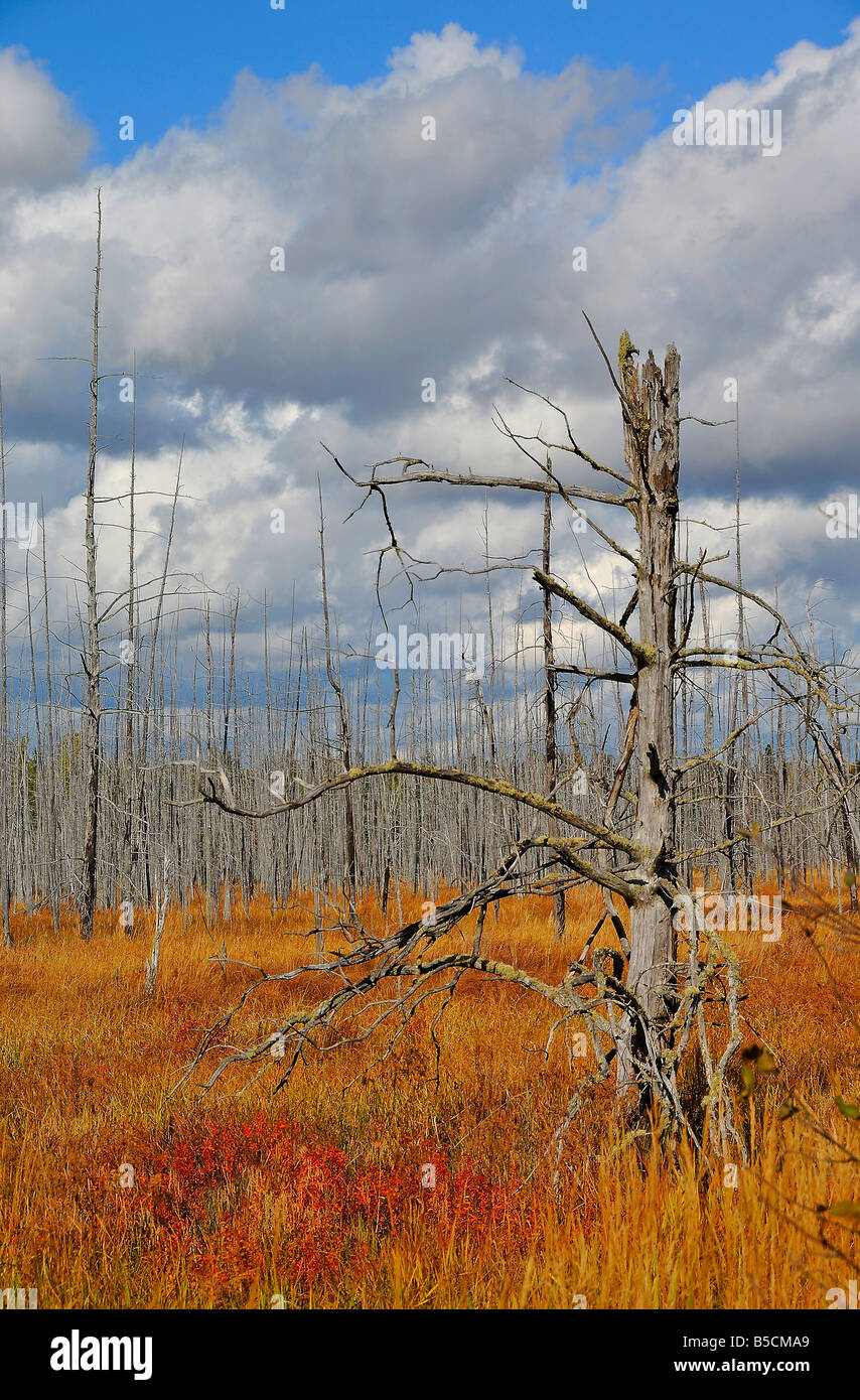 Tree trunks left after a forest fire, near Parry Sound in Ontario, Canada. Vertical format Stock Photo