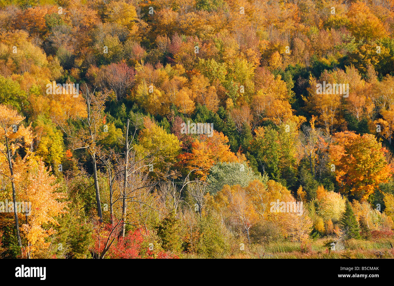 The colours of the Fall or Autumn, at Omemee, Kawartha Lakes, Ontario