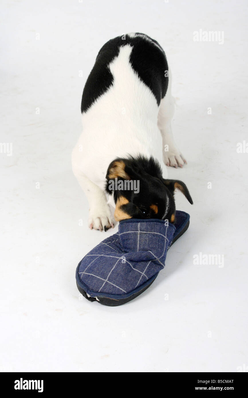 Jack Russell Terrier puppy 4 month tricolor looking into slipper Stock Photo