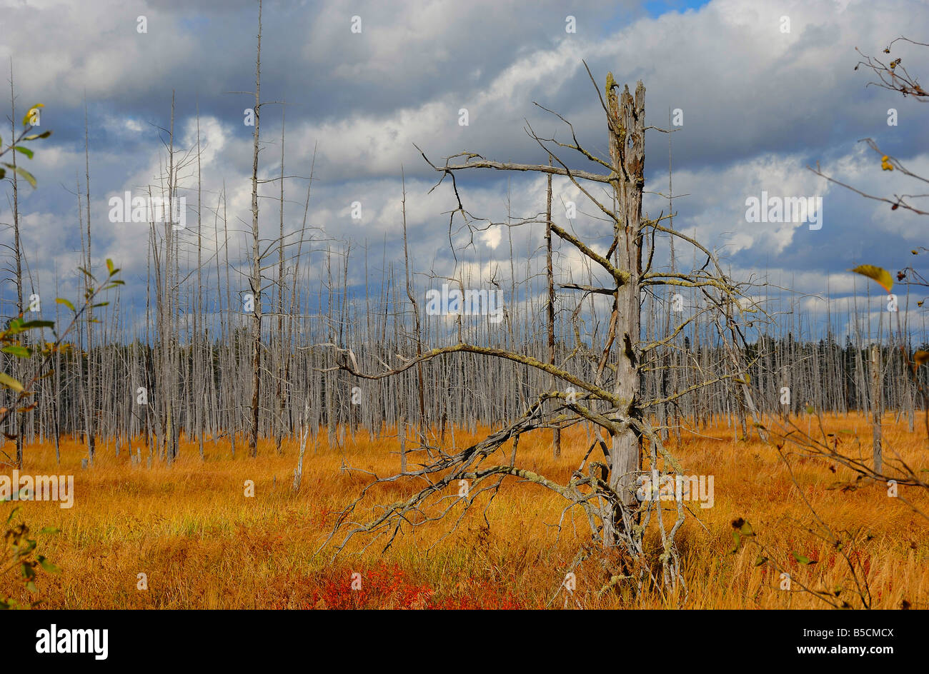 Tree trunks left after a forest fire, near Parry Sound in Ontario, Canada. Horizontal format Stock Photo