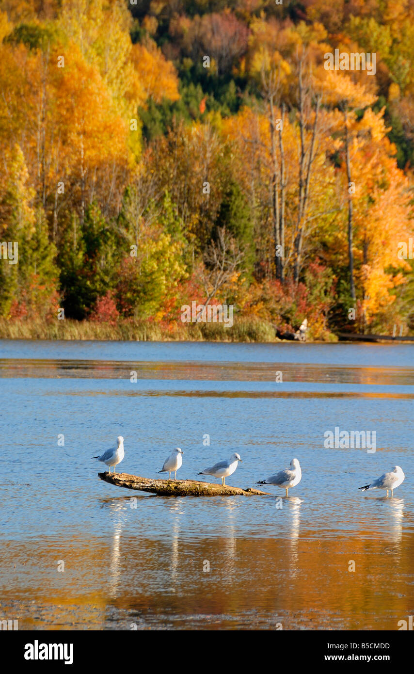 Seagulls resting on a log at a lake in Omemee, Kawartha Lakes, Ontario
