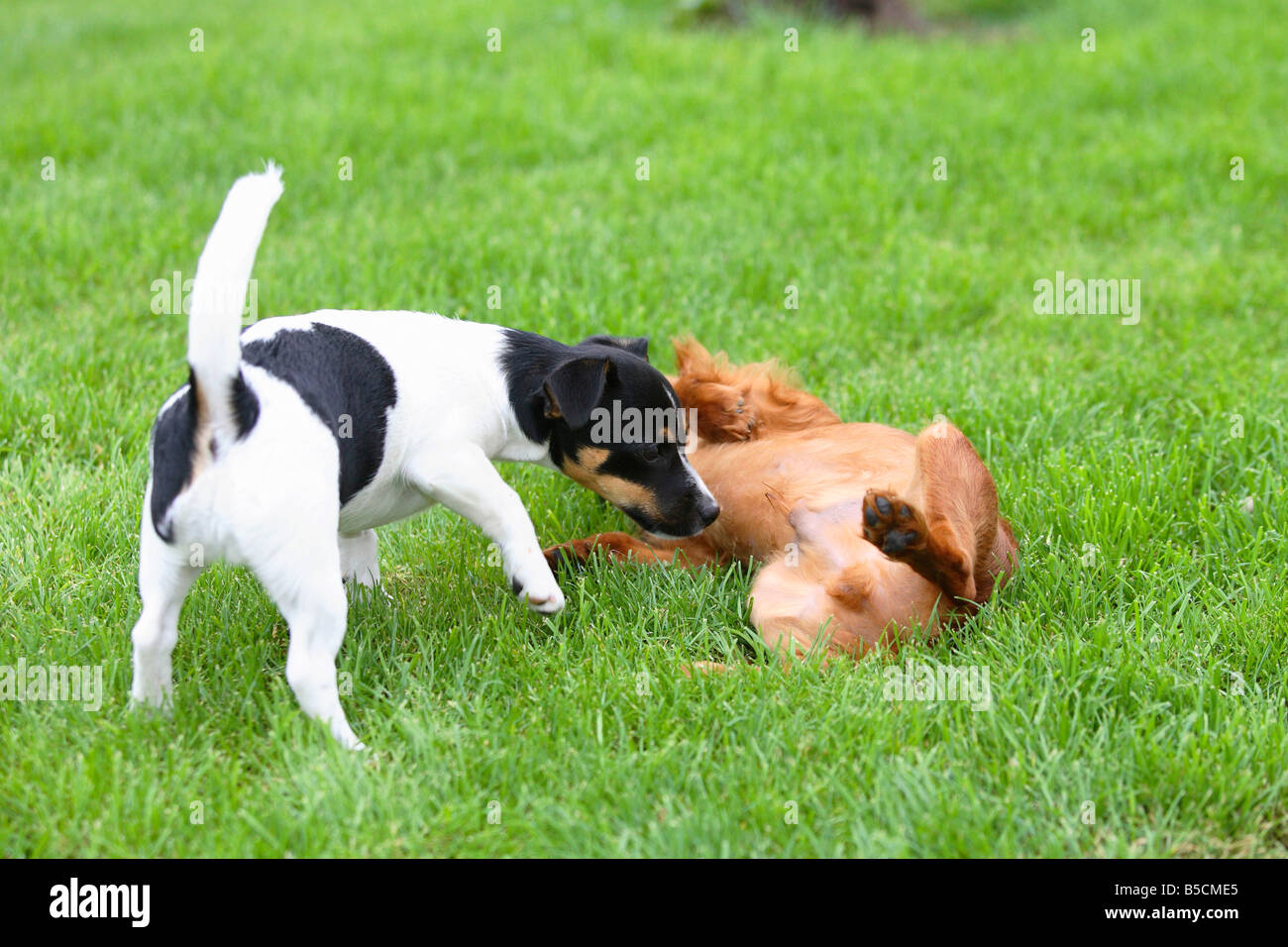 Jack Russell Terrier and Cavalier King Charles Spaniel ruby puppies 4 month submissive behaviour Stock Photo