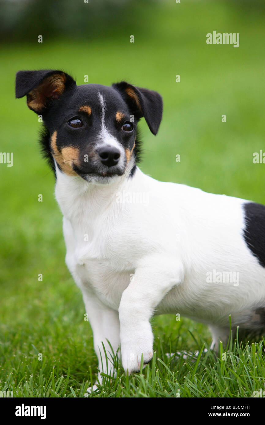 Jack russell terrier puppies hi-res stock photography and images - Page 3 -  Alamy
