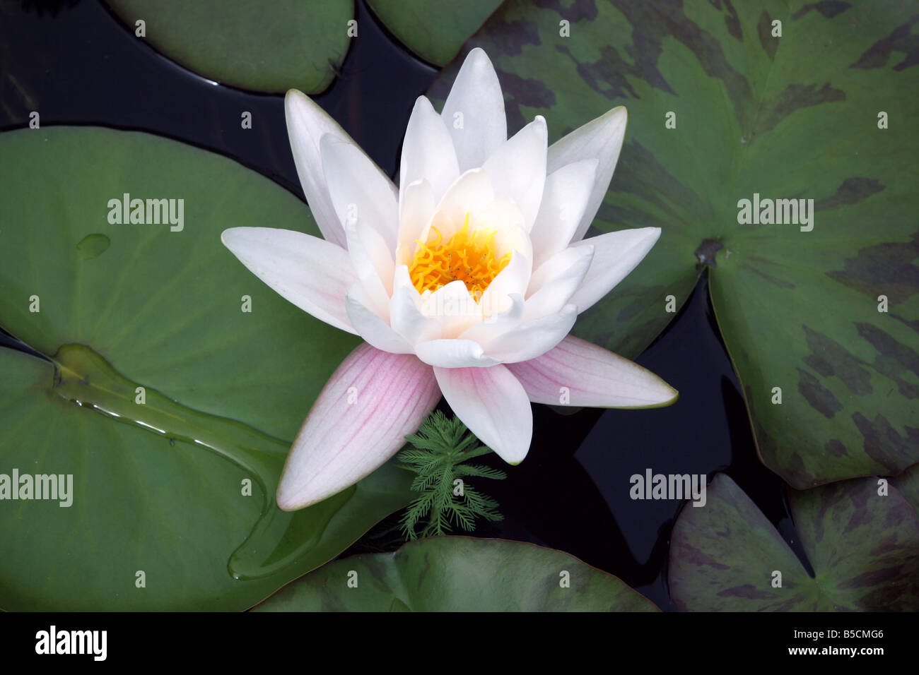 White lily (Nymphaea alba) in Dutch garden pond Stock Photo
