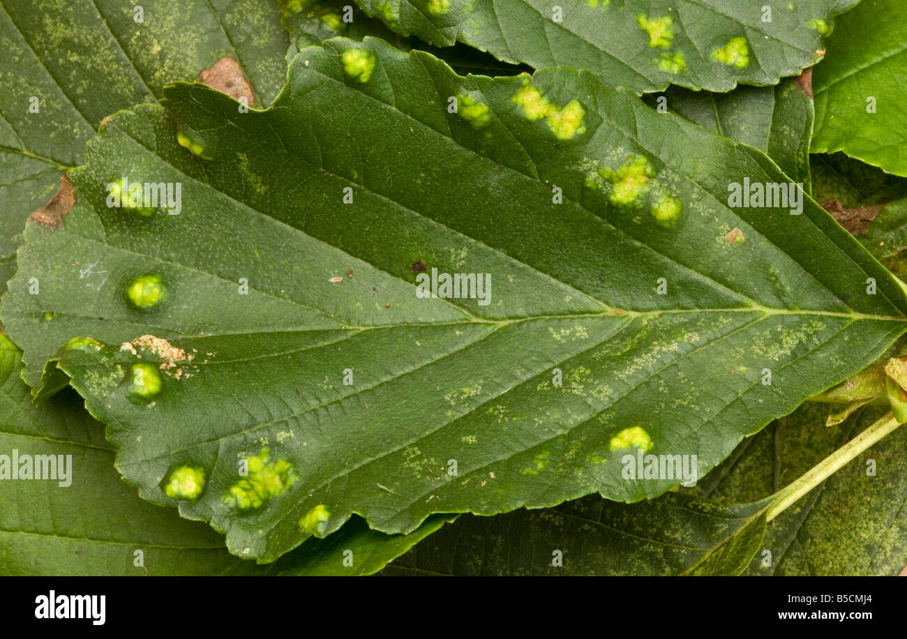 A leaf gall caused by the mite Eriophyes laevis on alder leaves Dorset Stock Photo
