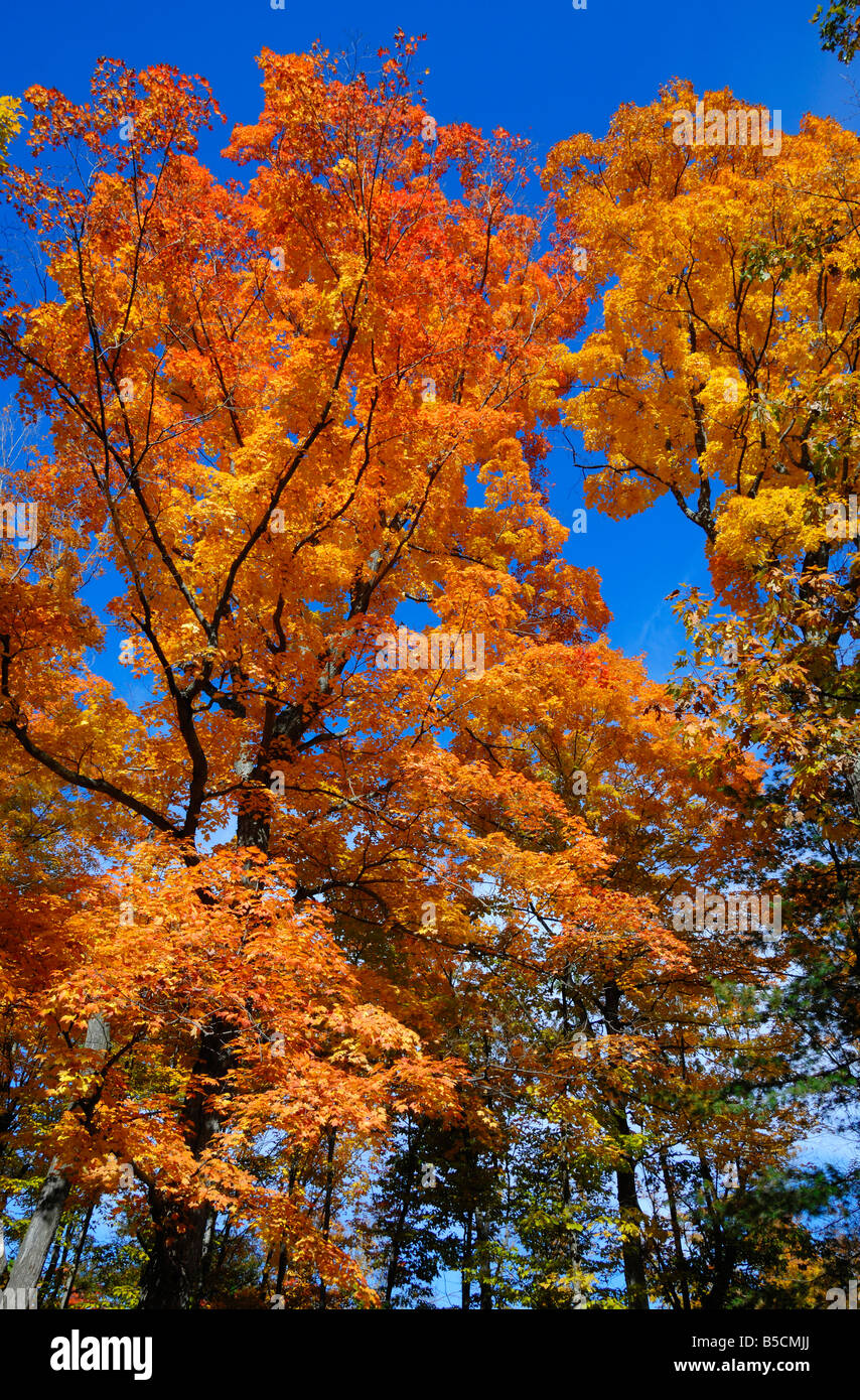Fall colours near Omemee in Ontario, Canada Stock Photo Alamy