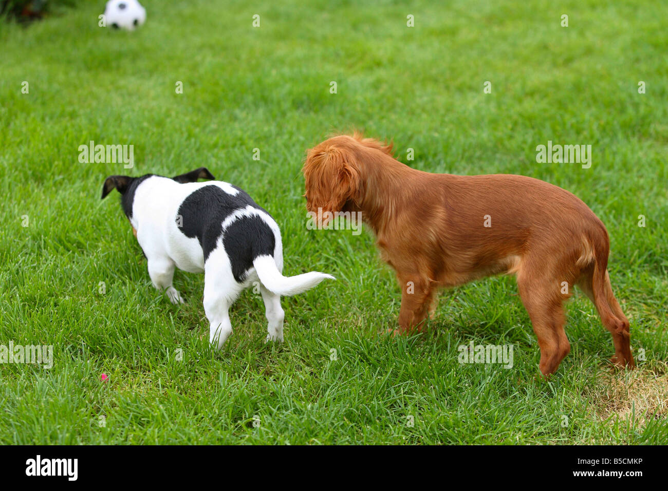 Cavalier king charles x jack best sale russell