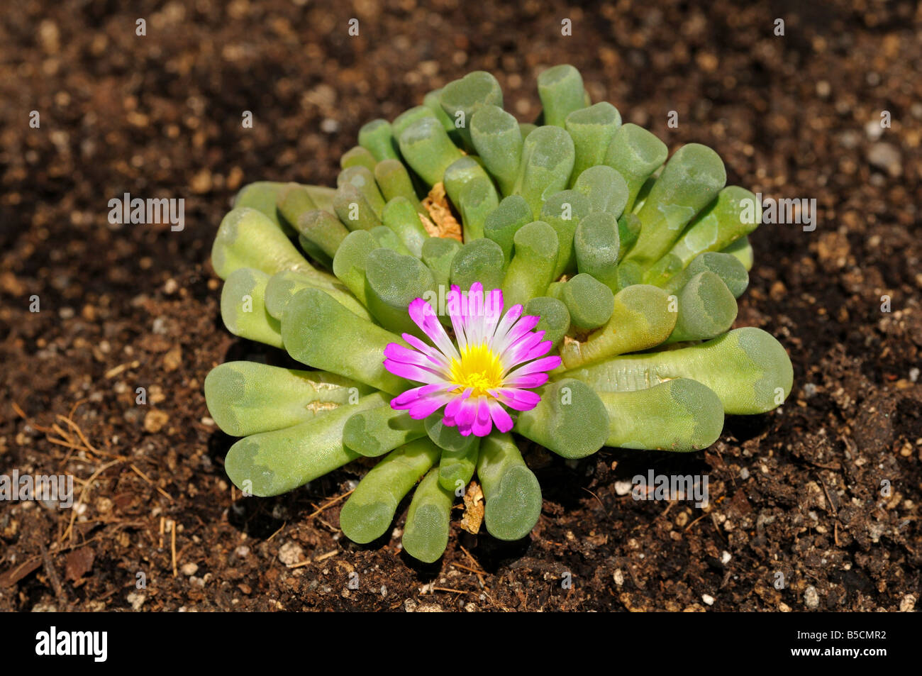 Frithia pulchra, an Aizoaceae succulent plant from Southern Africa Stock Photo