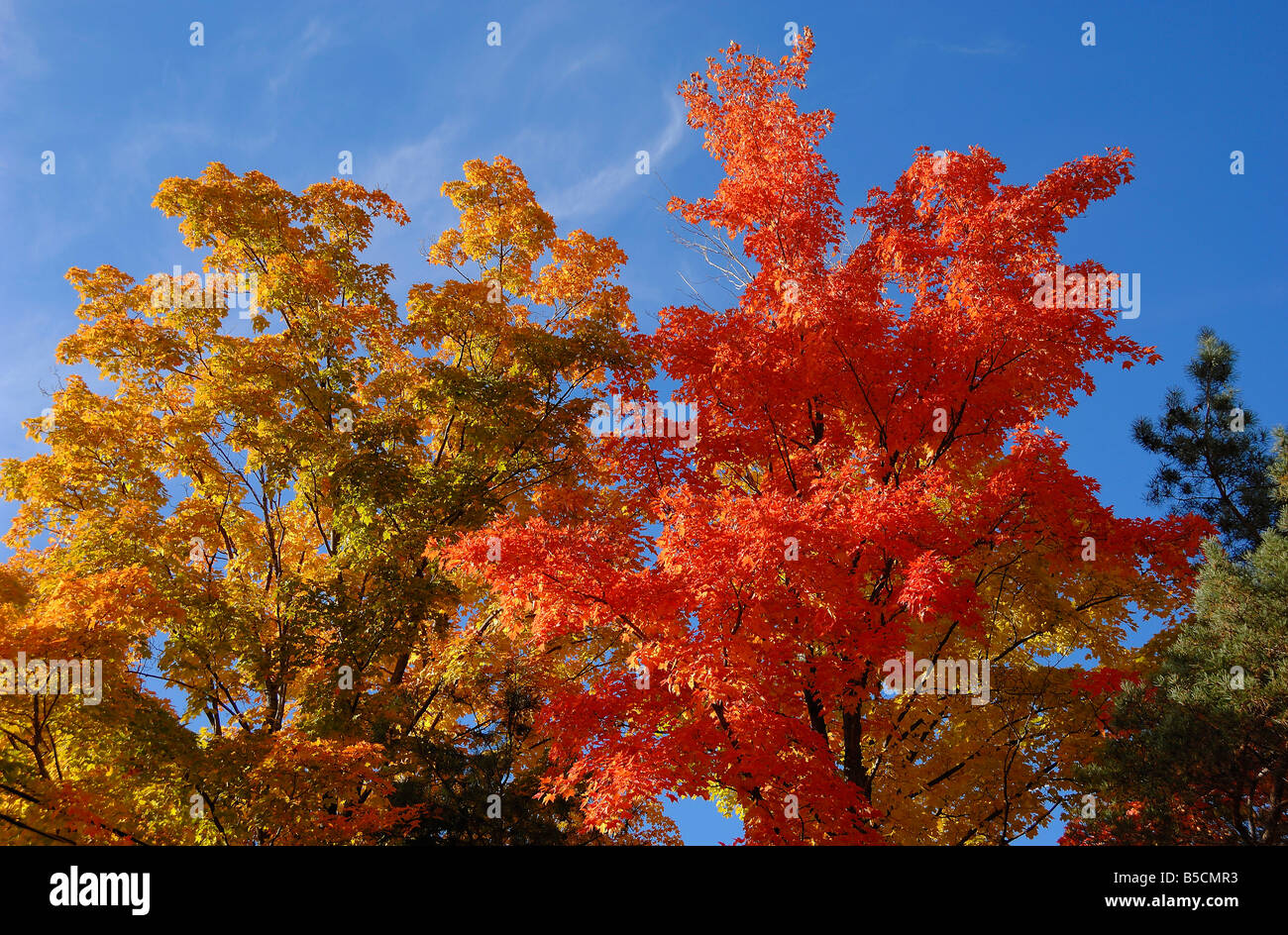 Fall colours near Omemee in Ontario, Canada Stock Photo Alamy