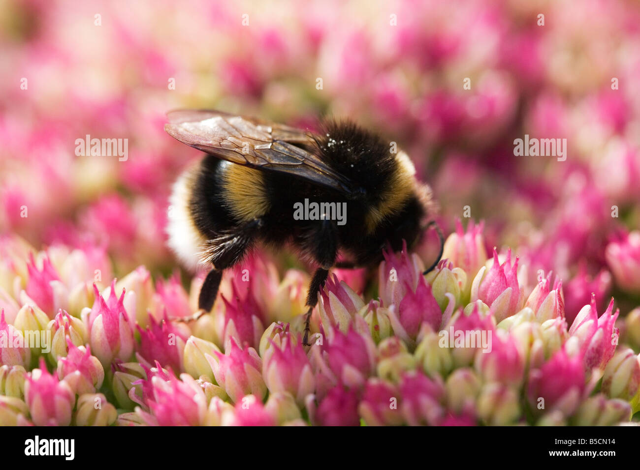 Bee On Pink Sedum Flower Stock Photo