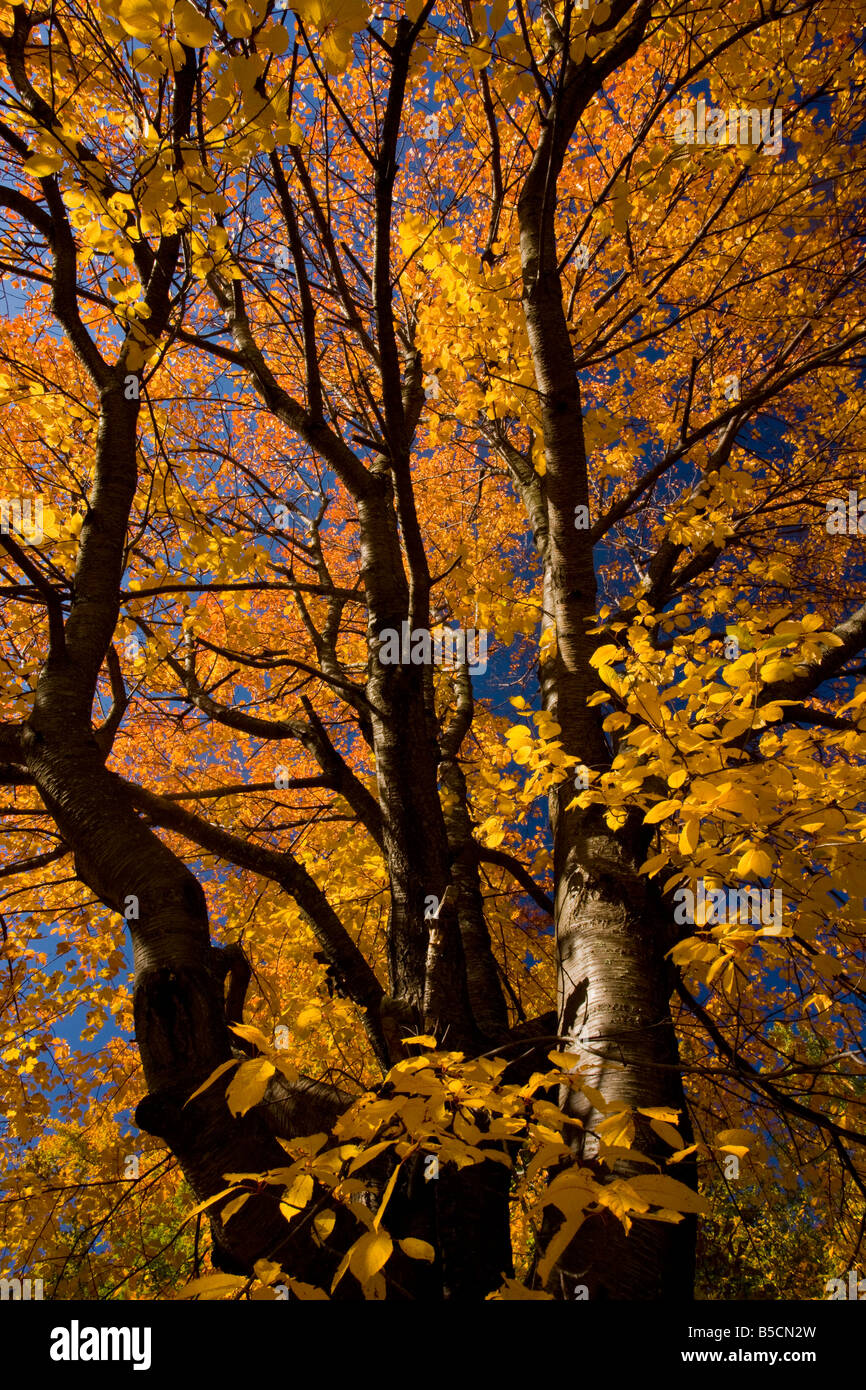Wild cherry tree or gean Prunus avium with spectacular colour in autumn Retezat mountains southern Carpathians Romania Stock Photo