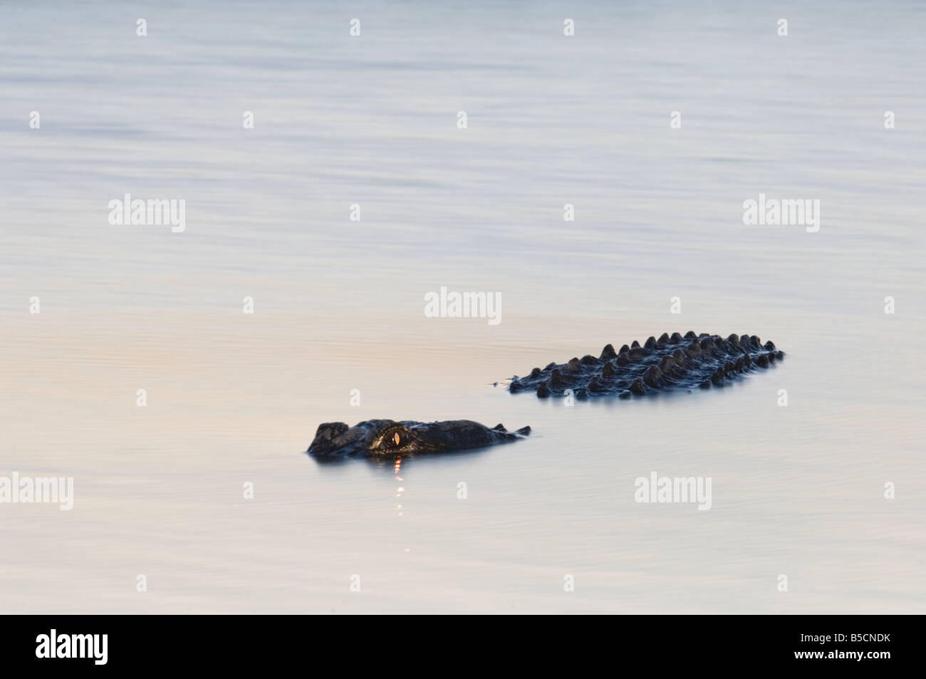 Alligator with glowing eyes Stock Photo - Alamy