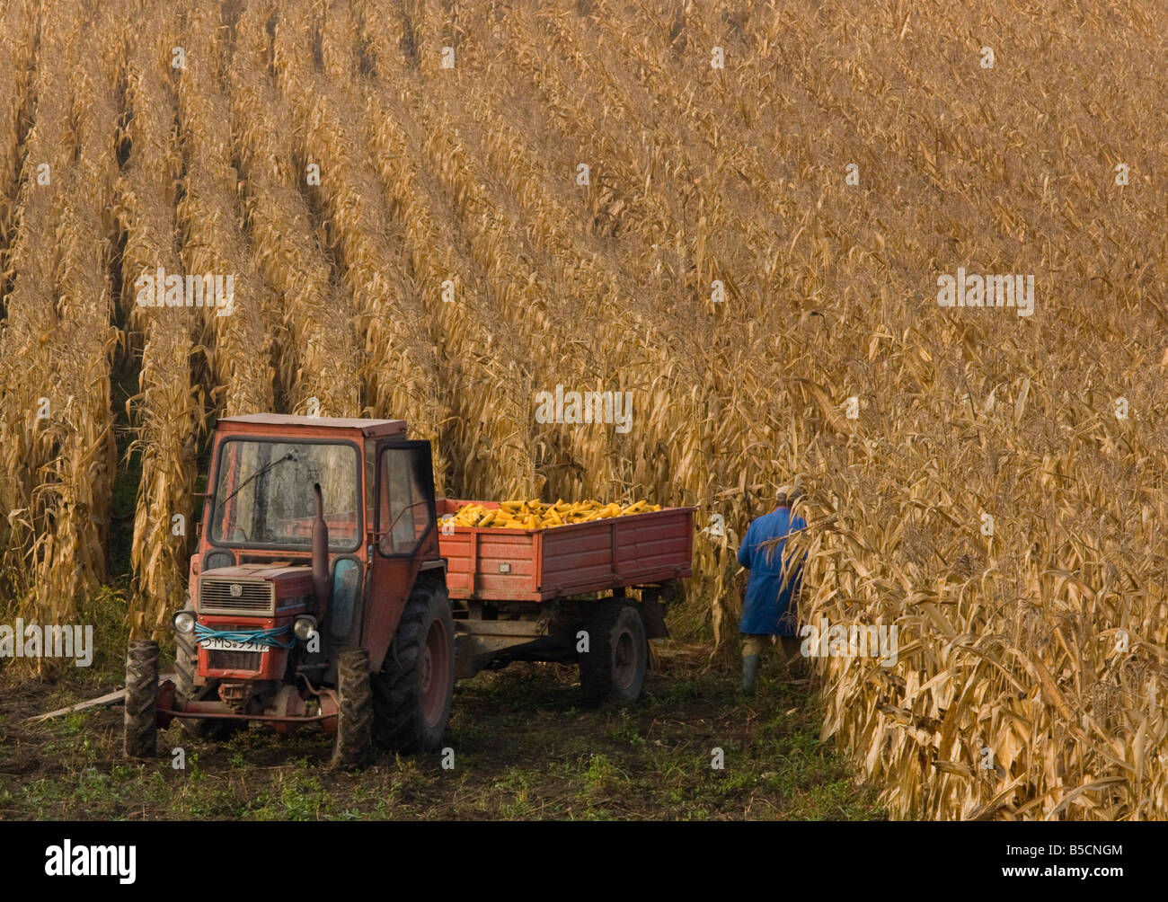 Harvesting maize or corn in autumn near Saschiz in the saxon villages area Transylvania Romania Stock Photo
