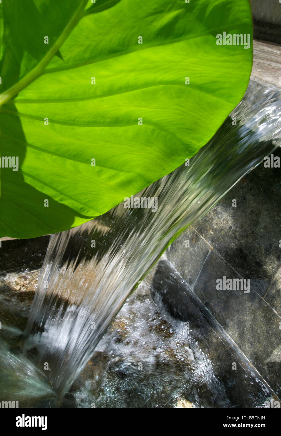 Garden water feature green hi-res stock photography and images - Alamy