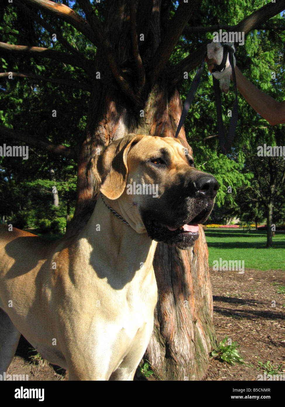 A great dane one of the larger species of domestic dogs. Stock Photo