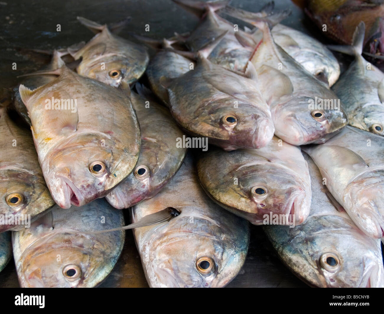 fish for sale at seafood market on Rawai Beach in Phuket Thailand Stock Photo