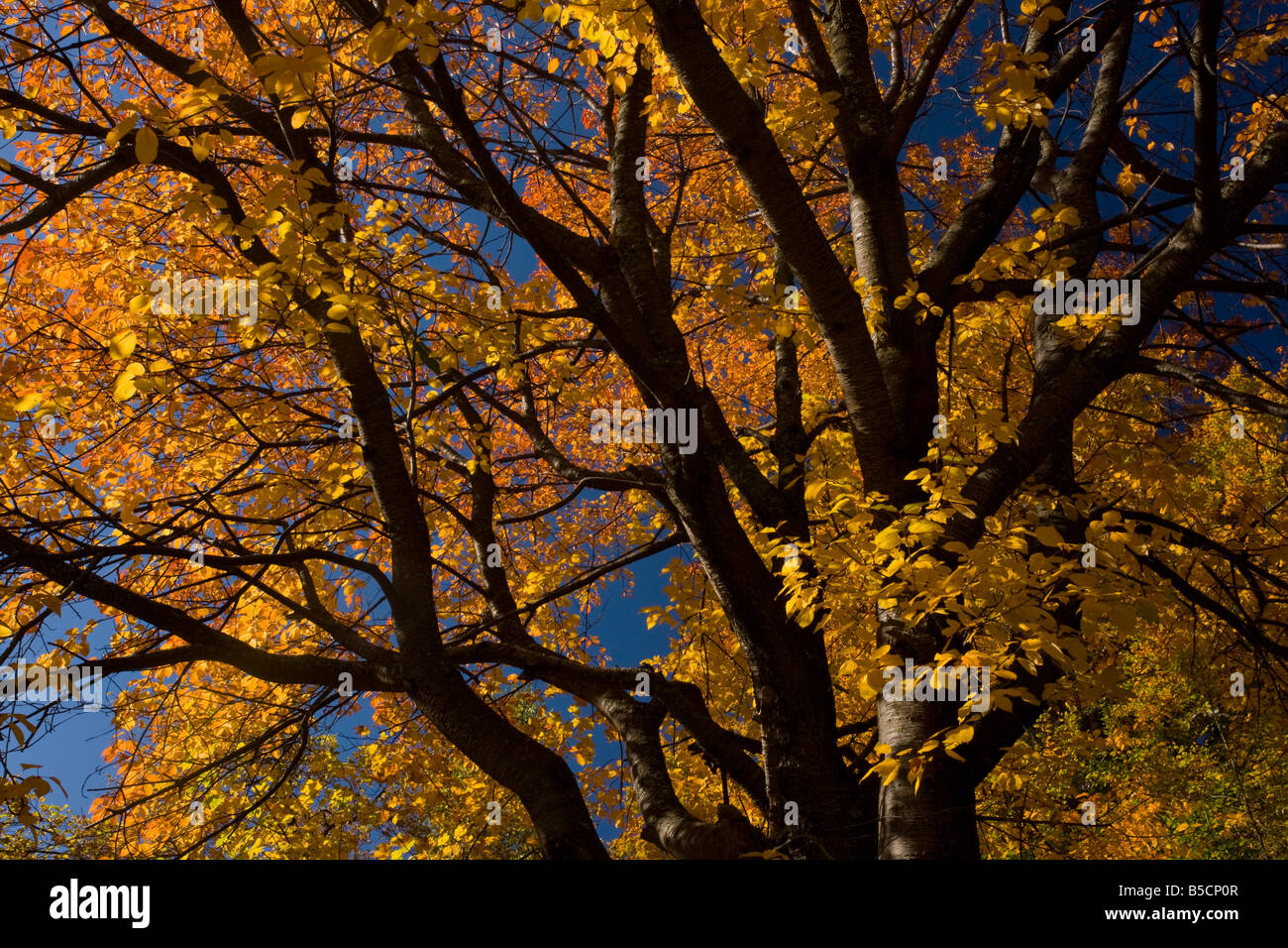 Wild cherry tree or gean Prunus avium with spectacular colour in autumn Retezat mountains southern Carpathians Romania Stock Photo