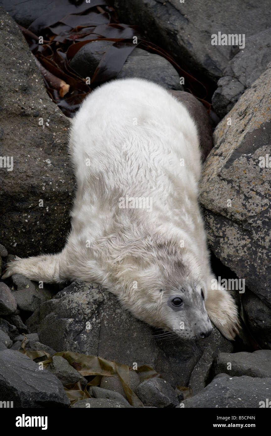 Atlantic gray grey seal Halichoerus grypus pup puppy on a rocky shore off the west coast of Scotland in the Scottish Highlands Stock Photo