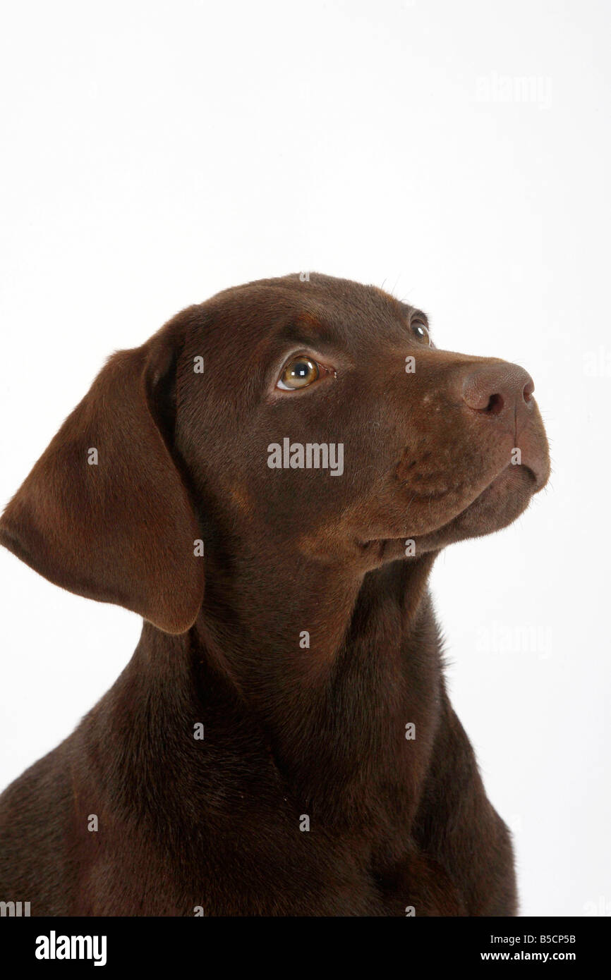 Labrador Retriever puppy 11 weeks Stock Photo