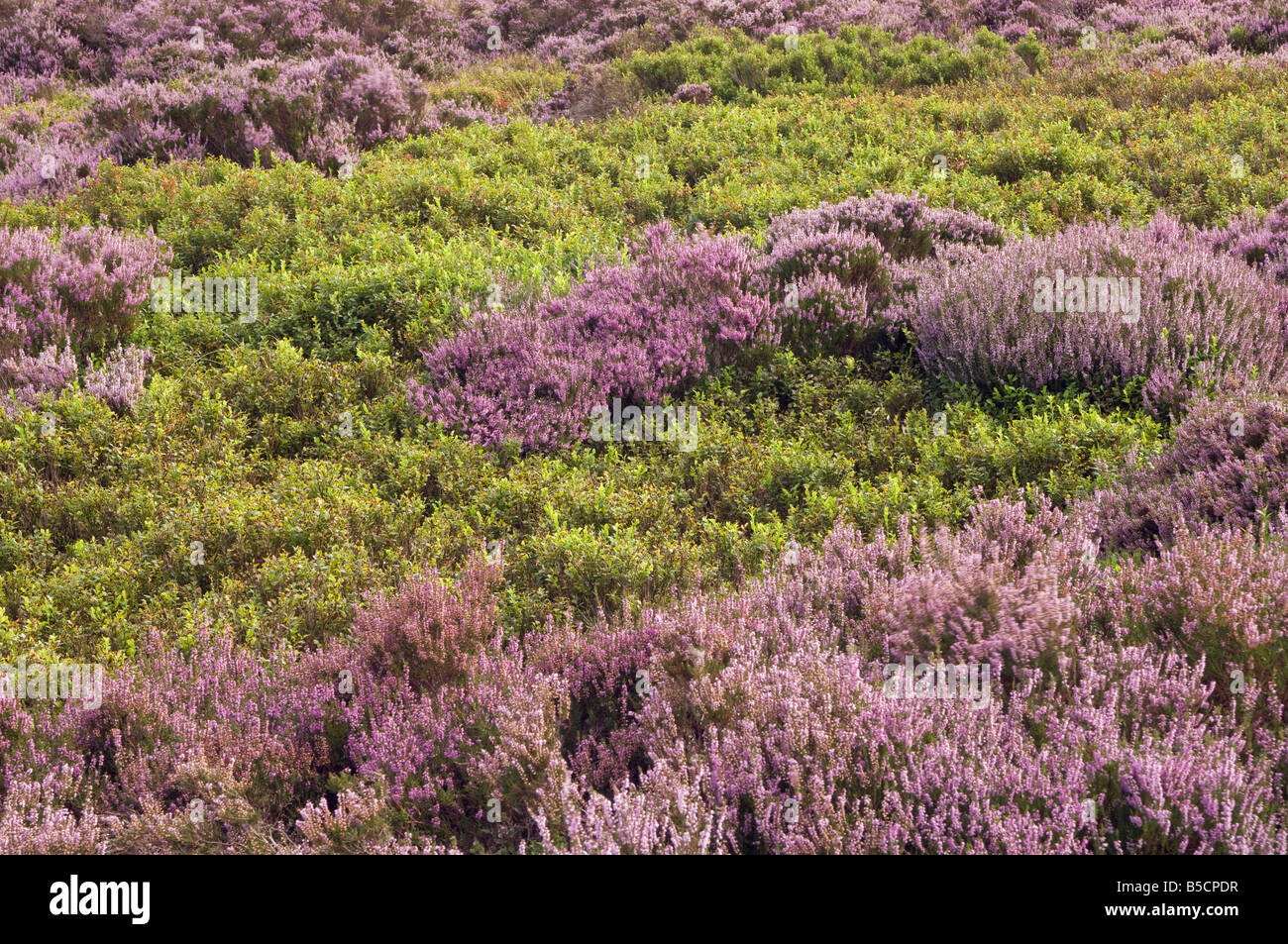 Heather Calluna vulgaris moorland Peak District National Park Derbyshire UK Stock Photo