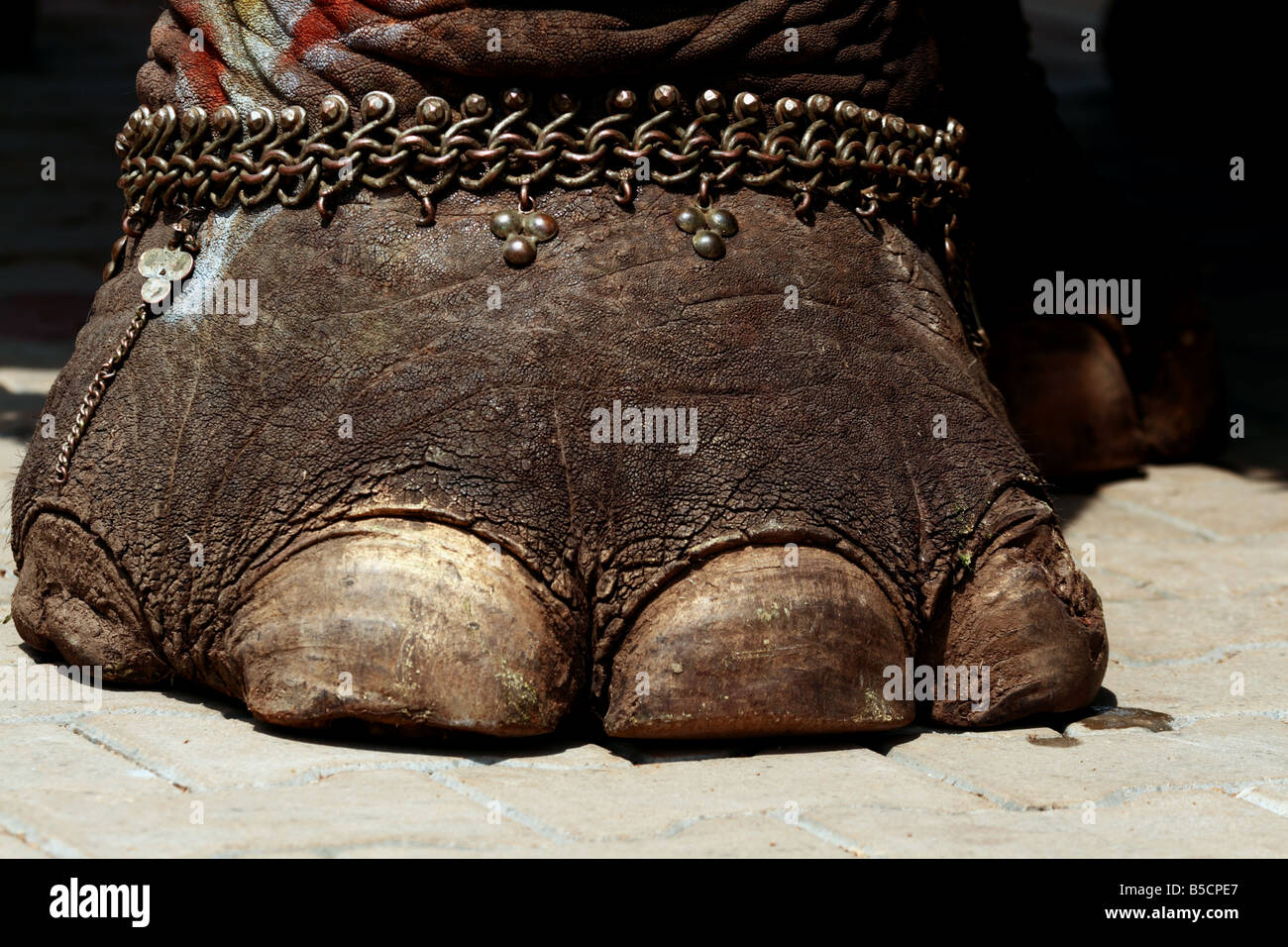 Decorated elephant during Mysore Dasara festival in 2008. Stock Photo