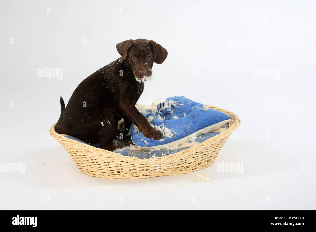 Labrador Retriever puppy 11 weeks destroying pillow dog s basket Stock