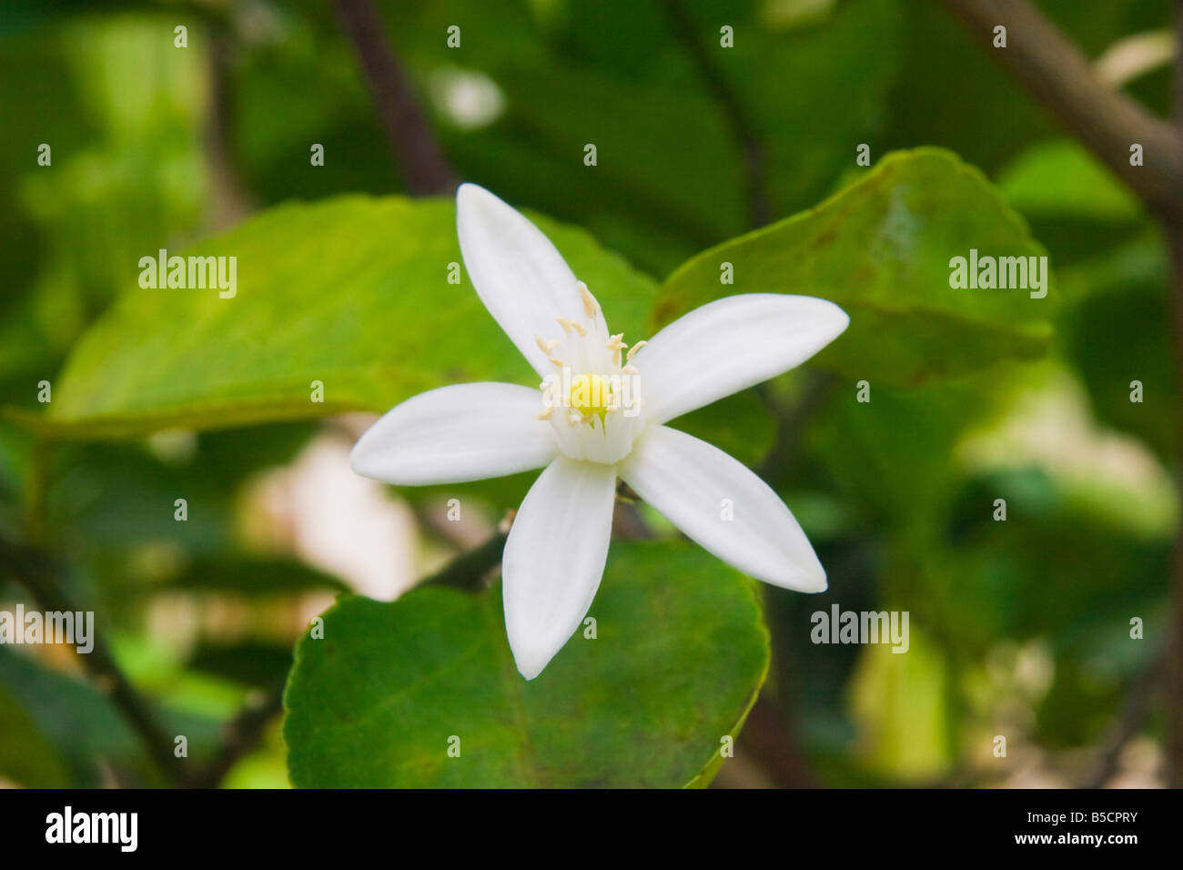 Citric latifolia hires stock photography and images Alamy