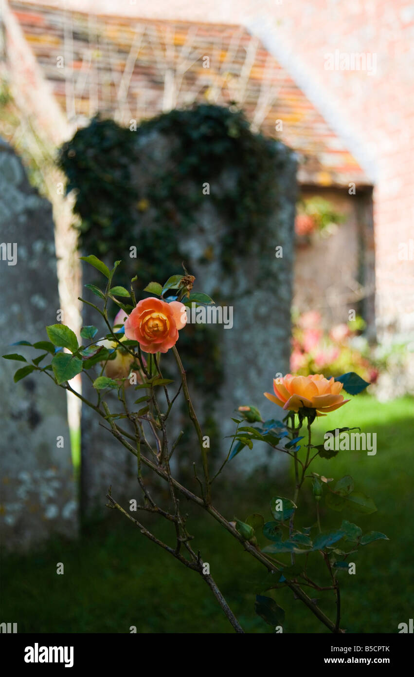 Roses growing in front of an old ivy covered headstone. A graveyard in Dorset. UK. Stock Photo