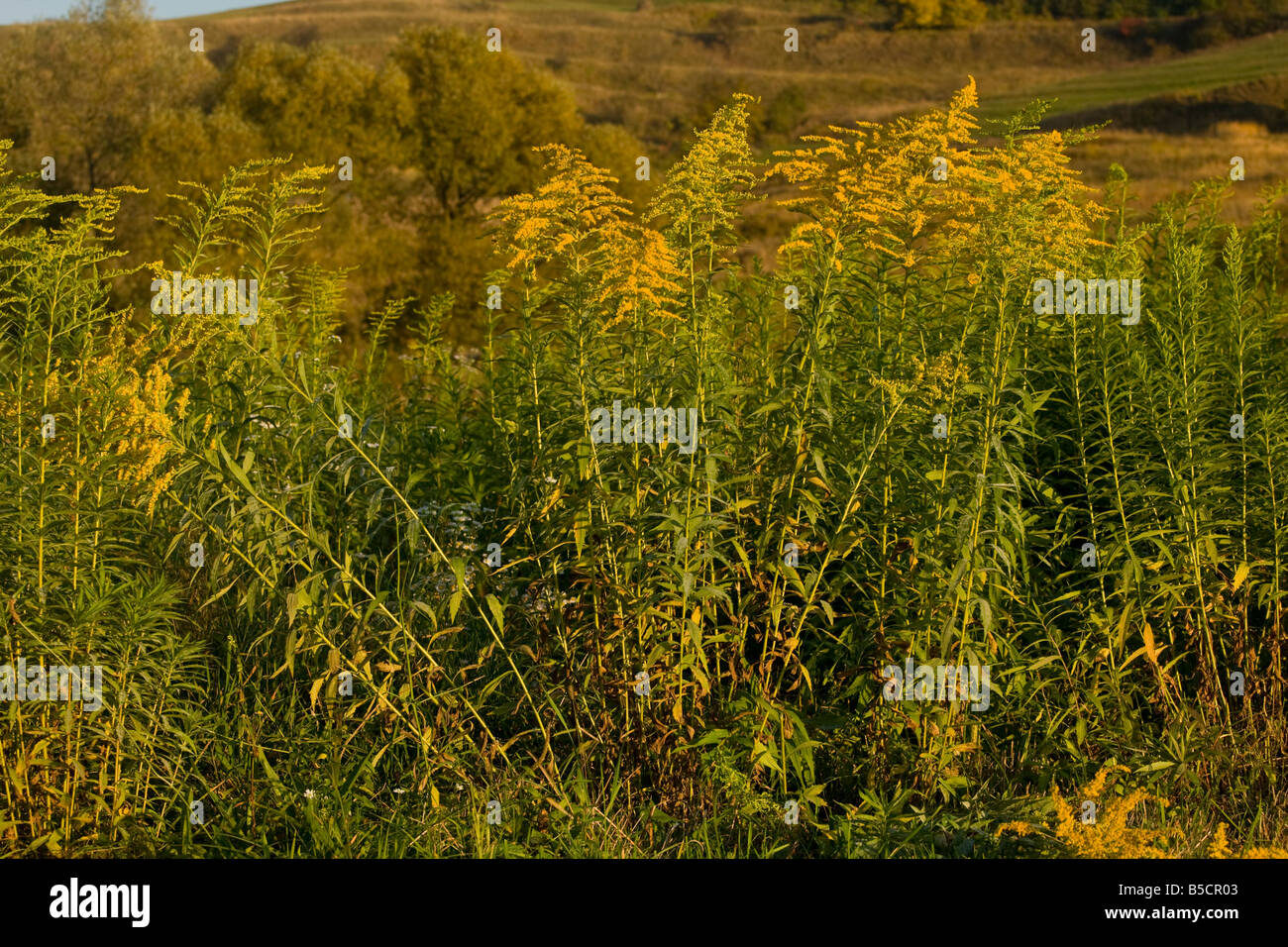 Introduced golden rod Solidago canadensis naturalised in Romania Stock Photo