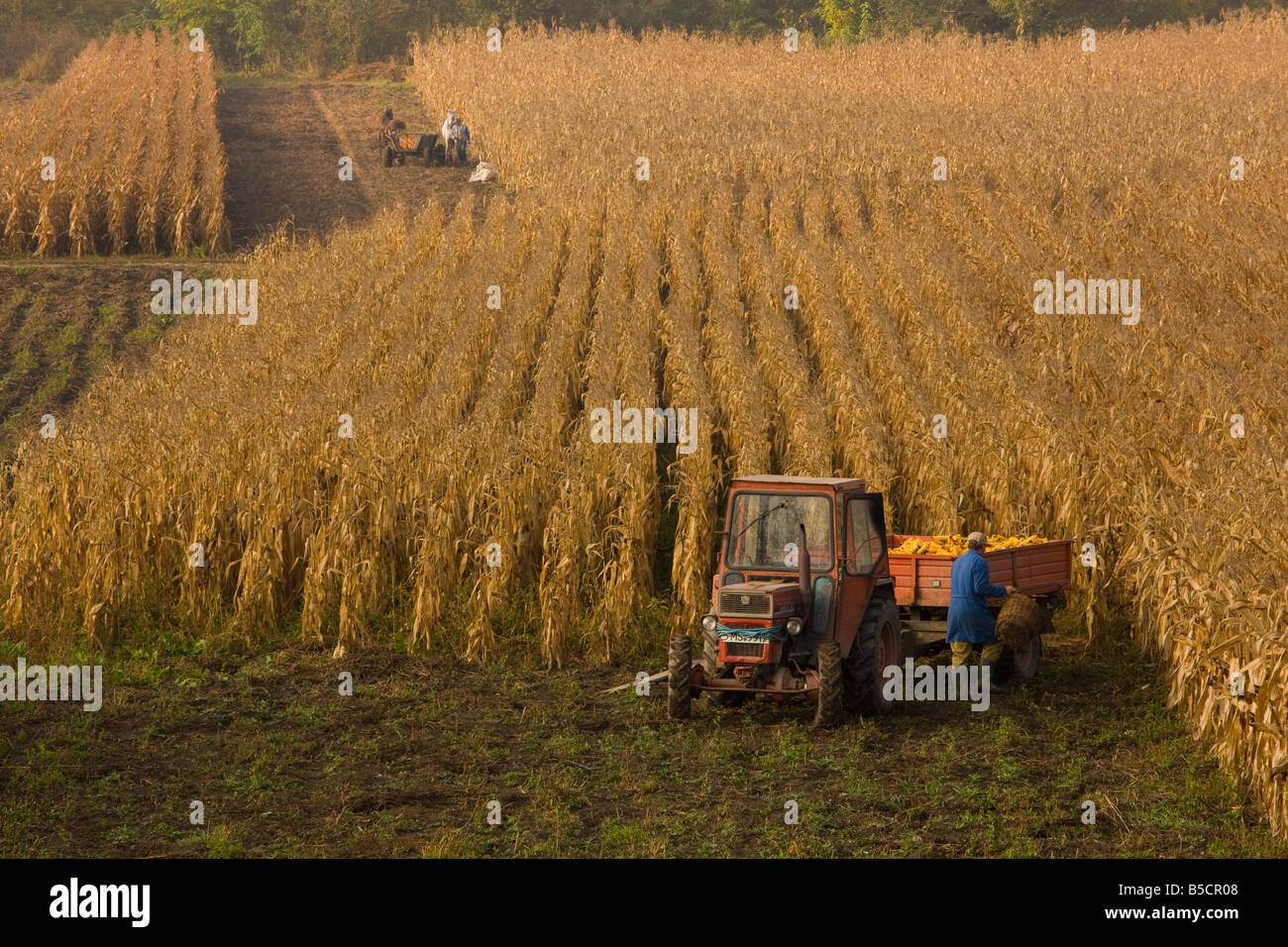 Harvesting maize or corn in autumn near Saschiz in the saxon villages area Transylvania Romania Stock Photo