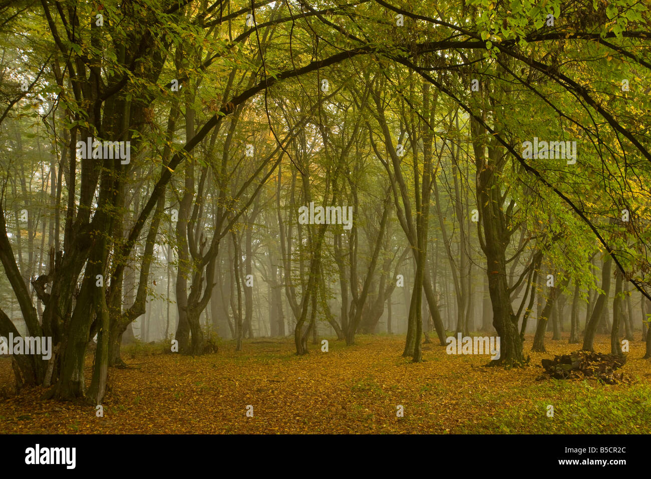 Ancient wood pasture with old oaks and beeches in the mist autumn the Breite nature reserve near Sigishoara Transylvania Romania Stock Photo